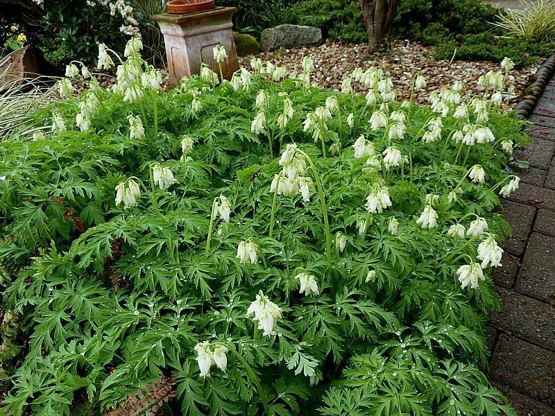 Дицентра виняткова біла. (Dicentra eximia alba)