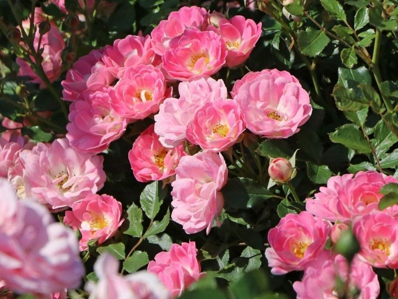 Роза Флирт. (Flirt) Миниатюрная CS0484 фото