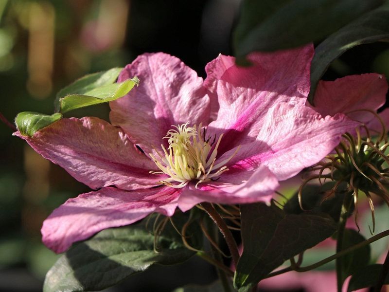 Клематис Розамунда. (Clematis Rosamunde) Р9