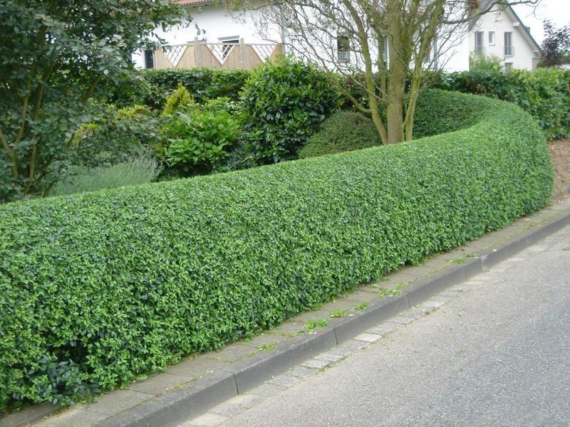 Бирючина звичайна / Ligustrum vulgare &lsquo;Lodense&rsquo; С2