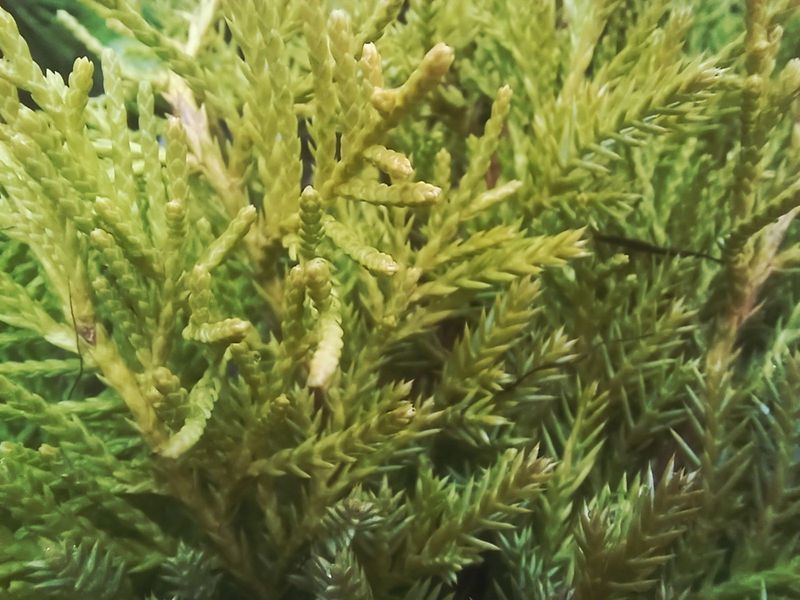 Можжевельник средний &laquo;Олд Голд&raquo; (Juniperus media &bdquo;Old Gold&ldquo;) С3 R2077 фото