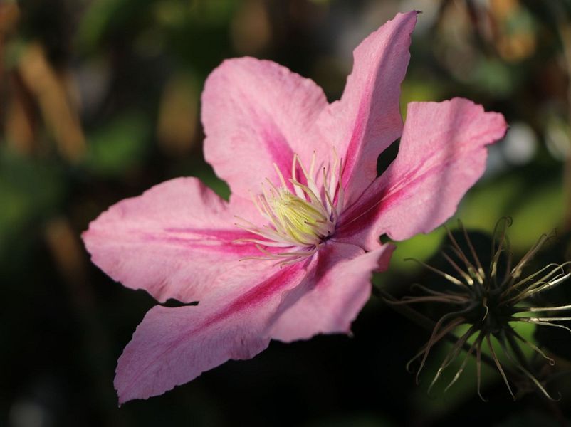 Клематис Розамунда. (Clematis Rosamunde) Р9