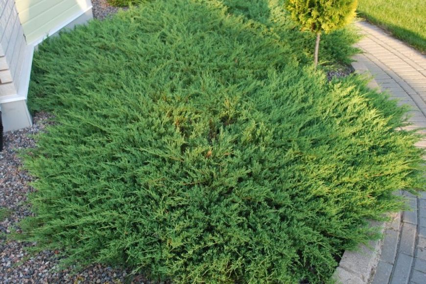 Можжевельник Принц Уэльский. (Juniperus horizontalis Prince of Wales) С3 CS2261 фото