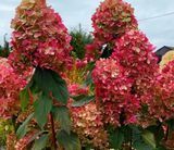 Гортензія волотиста Графіті. (Hydrangea paniculata Graffiti) С3 V14405 фото