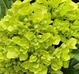 Гортензія волотиста Мохіто. (Hydrangea paniculata Mojito PBR) С3, 4роки V62587 фото