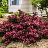 Вейгела Александра (Weigela florida Alexandra) С5
