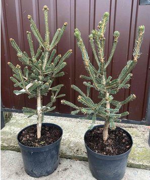Ель канадская Араукариодес. (Picea glauca Araucarioides) С3 CS2062 фото