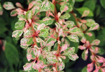 Барбарис Тунберга Наташа. (Berberis thunbergii Natasza) С3 CS2515 фото