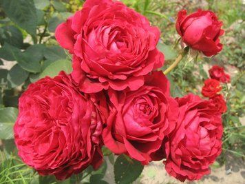 Троянда чотирьох вітрів/Ля роз де Катре Вен. (La Rose des 4 Vents) Флорібунда CS0835 фото