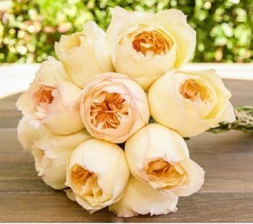 Роза Карамель Антик. (Caramel Antike) Ч/Г