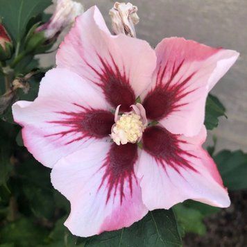 Гібіскус сирійский Хамабо. (Hibiscus syriacus Hamabo) С3 CS2615 фото