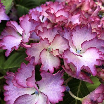 Гортензия крупнолистная Френч Канкан Роуз. (Hydrangea macrophylla French Cancan Rose) Р9 CS2765 фото