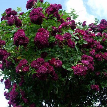 Троянда Блю Маджента. (Bleu Magenta) Плетиста CS0735 фото