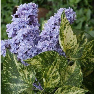 Сирень обыкновенная Аукубафолия. (Syringa vulgaris Aucubaefolia) С10, 4-летка CS2965 фото