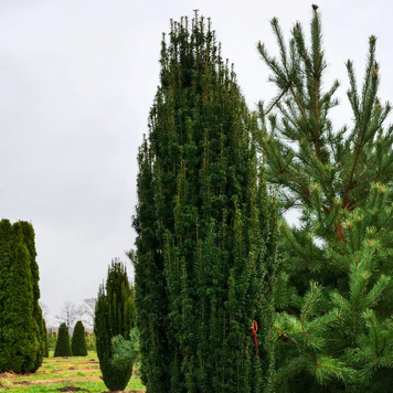 Тис ягідний Фастігіата Робуста (Taxus baccata Fastigiata Robusta) С5 висота 40-60см V58187 фото