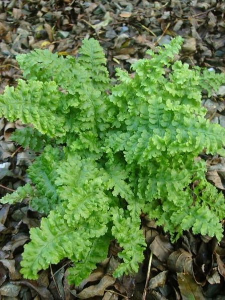 Щитовник мужской Криспа Кристата. (Dryopteris filix-mas Crispa Cristata)