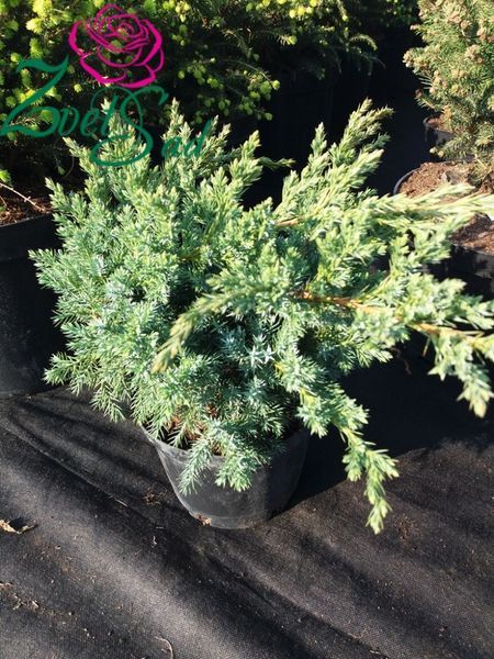 Ялівець лускатий Ханнеторп. (Juniperus squamata Hannetorp) С3 CS2262 фото