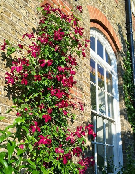 Клематис Мадам Джулія Корревон. (Clematis Madame Julia Correvon) ІІІ група