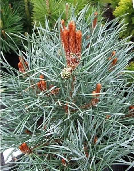 Сосна обыкновенная Шантри Блю. (Pinus sylvestris Chantry Blue) С5 CS2312 фото