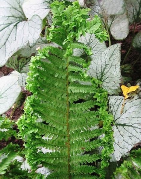Щитовник мужской Криспа Кристата. (Dryopteris filix-mas Crispa Cristata)