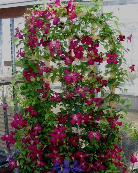 Клематис Мадам Джулія Корревон. (Clematis Madame Julia Correvon) ІІІ група