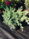 Ялівець лускатий Ханнеторп. (Juniperus squamata Hannetorp) С3 CS2262 фото 4