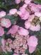 Гортензия пильчатая Daredevil (Hydrangea serrata Daredevil) C10 R178614 фото 3