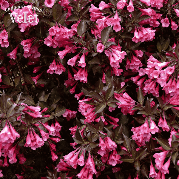 Вейгела Alexandra (Weigela florida Alexandra) С5