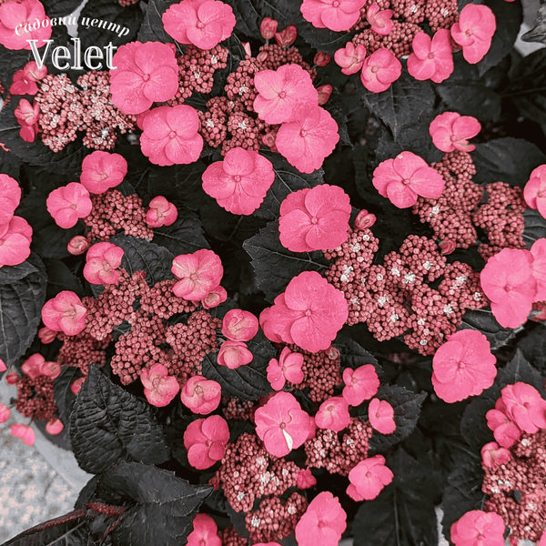 Гортензия пильчатая Daredevil (Hydrangea serrata Daredevil) C10 R178614 фото