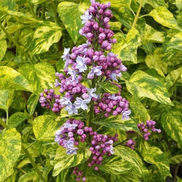 Бузок звичайний Аукубафолія. (Syringa vulgaris Aucubaefolia) С10, 4-річка CS2965 фото