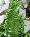 Щитовник мужской Криспа Кристата. (Dryopteris filix-mas Crispa Cristata) CS1885 фото 4