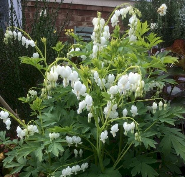 Дицентра класична біла. (Dicentra spectabilis)
