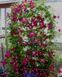 Клематис Мадам Джулія Корревон. (Clematis Madame Julia Correvon) ІІІ група CS1735 фото 5