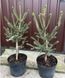 Ель канадская Араукариодес. (Picea glauca Araucarioides) С3 CS2062 фото 1