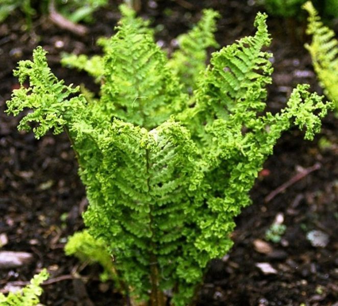 Щитовник мужской Криспа Кристата. (Dryopteris filix-mas Crispa Cristata)