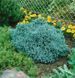 Можжевельник чешуйчатый Блю Стар. (Juniperus squamata Blue Star) С3 CS2212 фото 1