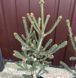 Ель канадская Араукариодес. (Picea glauca Araucarioides) С3 CS2062 фото 2