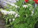 Дицентра класична біла. (Dicentra spectabilis) CS1835 фото 2