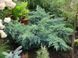 Ялівець лускатий Ханнеторп. (Juniperus squamata Hannetorp) С3 CS2262 фото 2