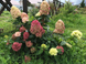 Гортензия метельчатая &laquo;Граффити&raquo;. (Hydrangea paniculata Graffiti) С3 V14405 фото 3