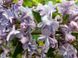Бузок звичайний Аукубафолія. (Syringa vulgaris Aucubaefolia) С10, 4-річка CS2965 фото 4