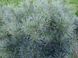 Сосна обыкновенная Шантри Блю. (Pinus sylvestris Chantry Blue) С5 CS2312 фото 3