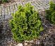 Кипарисовик тупой Аврора. (Chamaecyparis obtusa Aurora) С3 CS2162 фото 4