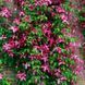 Клематис Мадам Джулія Корревон. (Clematis Madame Julia Correvon) ІІІ група CS1735 фото 3