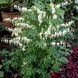 Дицентра класична біла. (Dicentra spectabilis) CS1835 фото 1