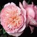 Роза Соня Рикель. (Sonia Rykiel) Шраб CS1585 фото 1