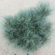 Сосна обыкновенная Шантри Блю. (Pinus sylvestris Chantry Blue) С5 CS2312 фото 1