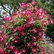 Клематис Мадам Джулія Корревон. (Clematis Madame Julia Correvon) ІІІ група CS1735 фото 1