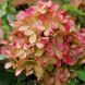 Гортензия метельчатая &laquo;Граффити&raquo;. (Hydrangea paniculata Graffiti) С3 V14405 фото 2