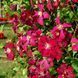 Клематис Мадам Джулія Корревон. (Clematis Madame Julia Correvon) ІІІ група CS1735 фото 2